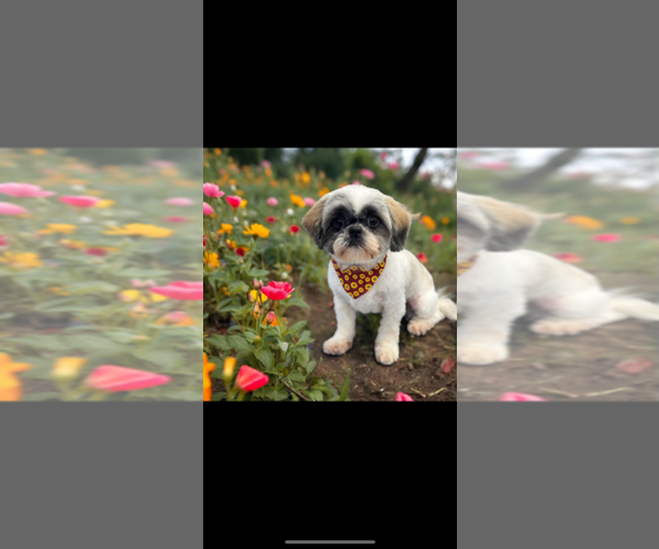 Medium Photo #1 Shih Tzu Puppy For Sale in ONTARIO, CA, USA