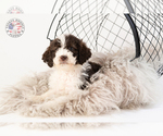 Small Photo #12 Saint Berdoodle Puppy For Sale in LEAVENWORTH, IN, USA