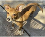Small #2 Chihuahua Mix
