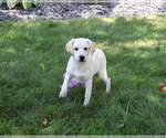Whitney - Female Labrador Retriever Puppy for Sale - Photo #8