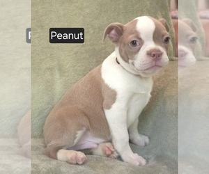 Boston Terrier Puppy for sale in MINERAL WELLS, WV, USA