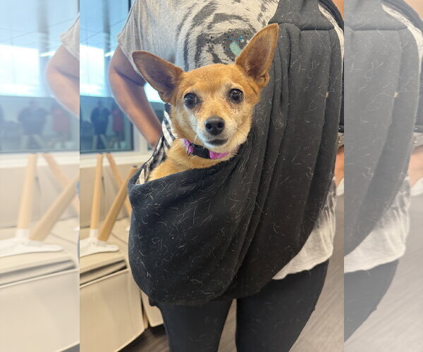 Medium Photo #2 Chihuahua-Unknown Mix Puppy For Sale in Phoenix, AZ, USA