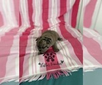 Small #32 French Bulldog
