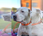 Small #6 American Pit Bull Terrier Mix