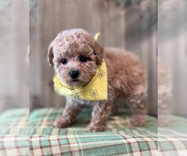 Medium Photo #1 Poodle (Toy) Puppy For Sale in ORO VALLEY, AZ, USA