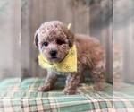 Small Photo #1 Poodle (Toy) Puppy For Sale in ORO VALLEY, AZ, USA