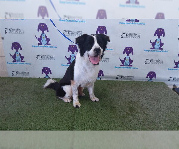 Medium Photo #1 Saint Bernard Puppy For Sale in Orlando, FL, USA