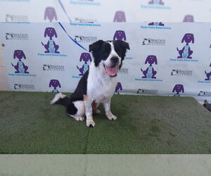 Saint Bernard Dogs for adoption in Orlando, FL, USA