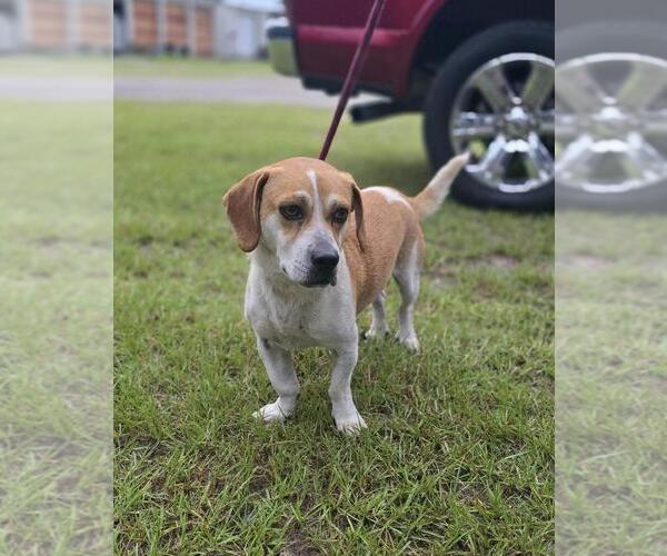 Medium Photo #3 Beagle-Unknown Mix Puppy For Sale in Elmsford, NY, USA