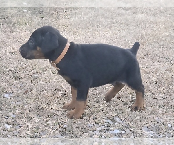 Medium Photo #30 Doberman Pinscher Puppy For Sale in BEGGS, OK, USA