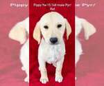 Small Great Pyrenees-Retriever  Mix