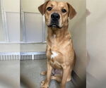 Small #1 Labrador Retriever Mix