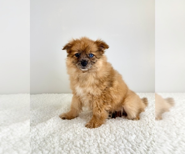 Medium Photo #4 Pomeranian Puppy For Sale in GREENFIELD, IN, USA