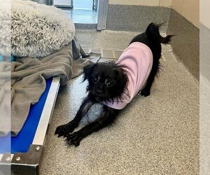 Affenpinscher-Unknown Mix Dogs for adoption in Waterford, VA, USA