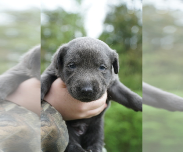Medium Photo #3 Labrador Retriever Puppy For Sale in GREENEVILLE, TN, USA