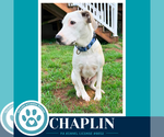 Small #1 Labrador Retriever Mix