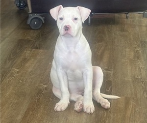 American Pit Bull Terrier Puppy for sale in FLORENCE, SC, USA