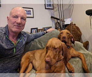 Vizsla Puppy for Sale in LOS GATOS, California USA