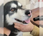 Small #1 Alusky