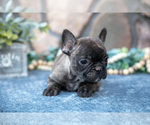Small #1 French Bulldog