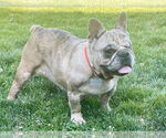 Small French Bulldog