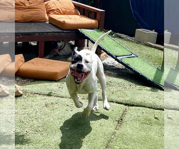 Medium Photo #3 American Bulldog-Unknown Mix Puppy For Sale in Berkeley, CA, USA