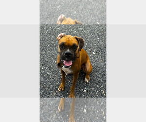 Boxer Dogs for adoption in Austin, TX, USA