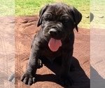 Small Photo #3 Cane Corso Puppy For Sale in LONE GROVE, OK, USA