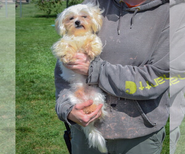 Medium Photo #4 Maltese Puppy For Sale in Huntley, IL, USA
