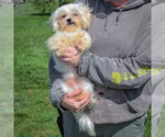 Small #3 Maltese