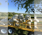 Small #3 Great Pyrenees