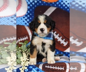 Bernese Mountain Dog Puppy for sale in NEW HOLLAND, PA, USA