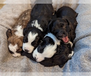 Aussiedoodle Miniature Puppy for sale in WYLIE, TX, USA