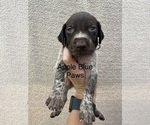 Small #4 German Shorthaired Pointer
