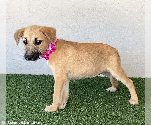 Medium Photo #3 Irish Terrier-Unknown Mix Puppy For Sale in San Diego, CA, USA