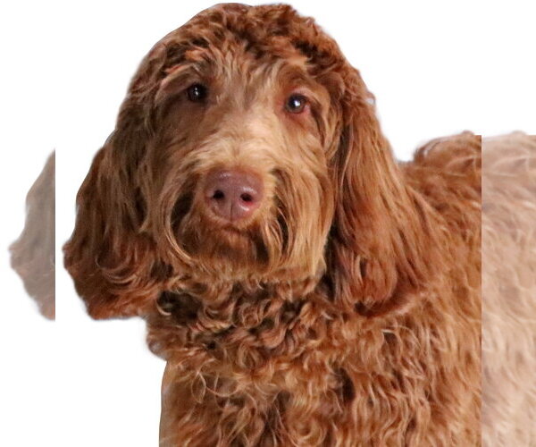 Medium Photo #4 Goldendoodle Puppy For Sale in Glendale , AZ, USA