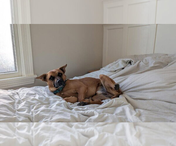 Medium Photo #10 German Shepherd Dog-Unknown Mix Puppy For Sale in Minneapolis, MN, USA