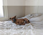 Small #9 German Shepherd Dog Mix