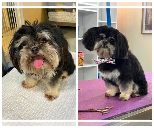 Medium Photo #1 Shih Tzu Puppy For Sale in Benton, LA, USA