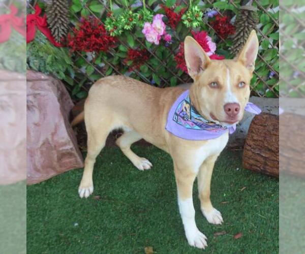 Medium Photo #1 Mutt Puppy For Sale in Oklahoma City, OK, USA