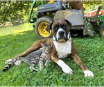 Small #3 Boxer