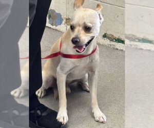Chihuahua Dogs for adoption in San Bernardino, CA, USA