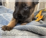 Small Photo #210 Belgian Malinois Puppy For Sale in REESEVILLE, WI, USA