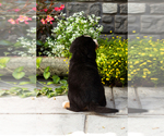 Small #3 Bernese Mountain Dog