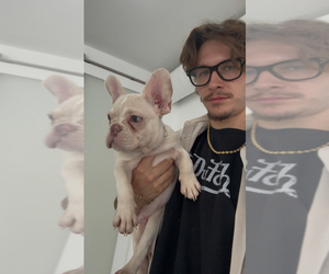 French Bulldog Puppy for sale in FOLSOM, CA, USA