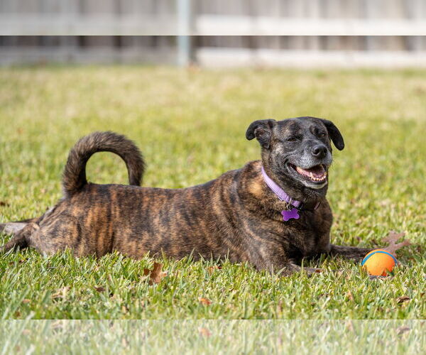 Medium Photo #6 Boxer-Unknown Mix Puppy For Sale in Fort Worth, TX, USA