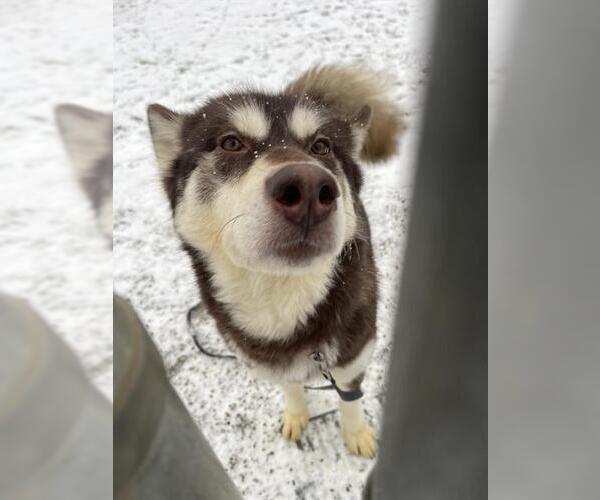 Medium Photo #1 Alaskan Malamute Puppy For Sale in Center Township, PA, USA