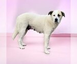 Small Photo #1 Anatolian Shepherd-Great Pyrenees Mix Puppy For Sale in Royal Palm Beach, FL, USA