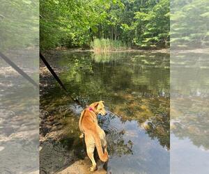 Huskies -Labrador Retriever Mix Dogs for adoption in Spring Lake, NJ, USA