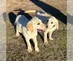 Small #4 Labrador Retriever